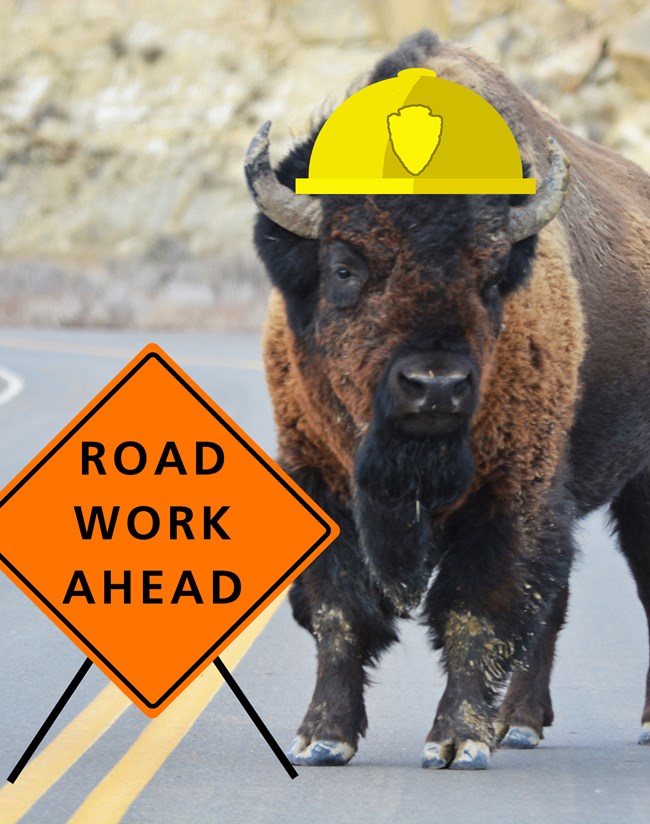 Road Work Ahead bison crop A bison standing on a road with superimposed hard hat and construction sign reading, "road work ahead."