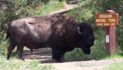 Bison blocking the Ridgeline Trail. Bison blocking the Ridgeline Trail.