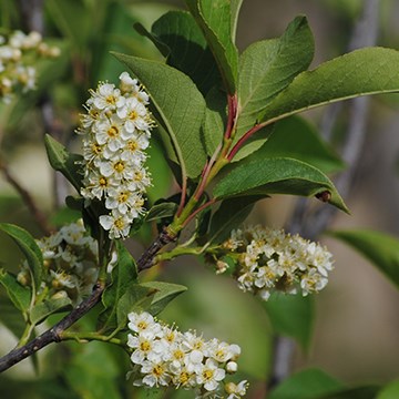 sprays of small white flowers grow from branches of dark green leaves with finely toothed edges