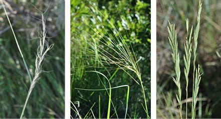 Three grass seed head. First, green needle with a long spike of seeds with short, curled hair-like awns. Second, green needle with a spray of long straight awns, last western wheat with tall clusters of stout seeds