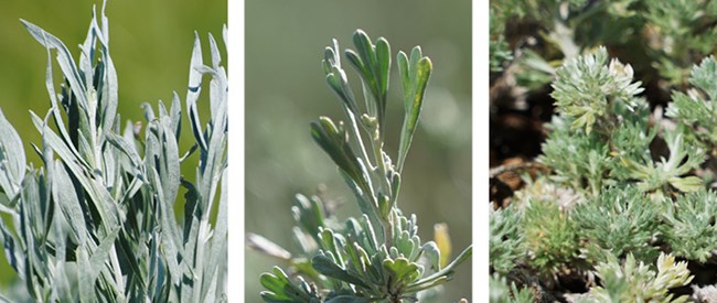 Three silvery blue/green sagebrush examples: long, slender leaves of silver sage, three-loped leaves of big sage, small tufts of fringe sage leaves