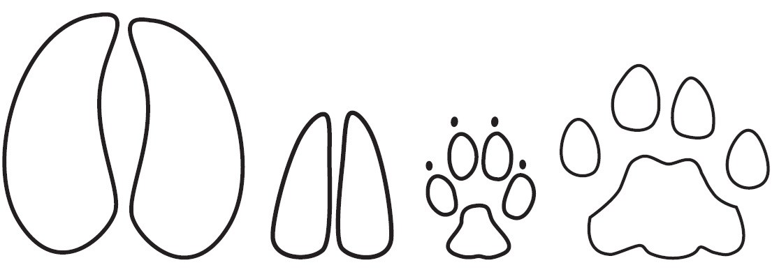 Large bison track with two toes that curve in. A smaller deer track with two straight toes, an oval-shaped coyote track with claw marks, and a large, circular mountain lion track with no claw marks.