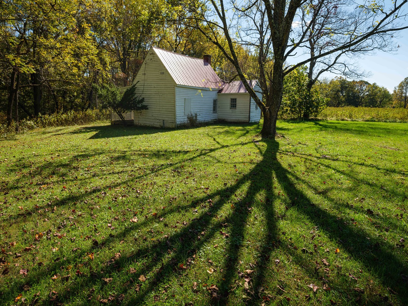 a whitewashed building and a shade tree