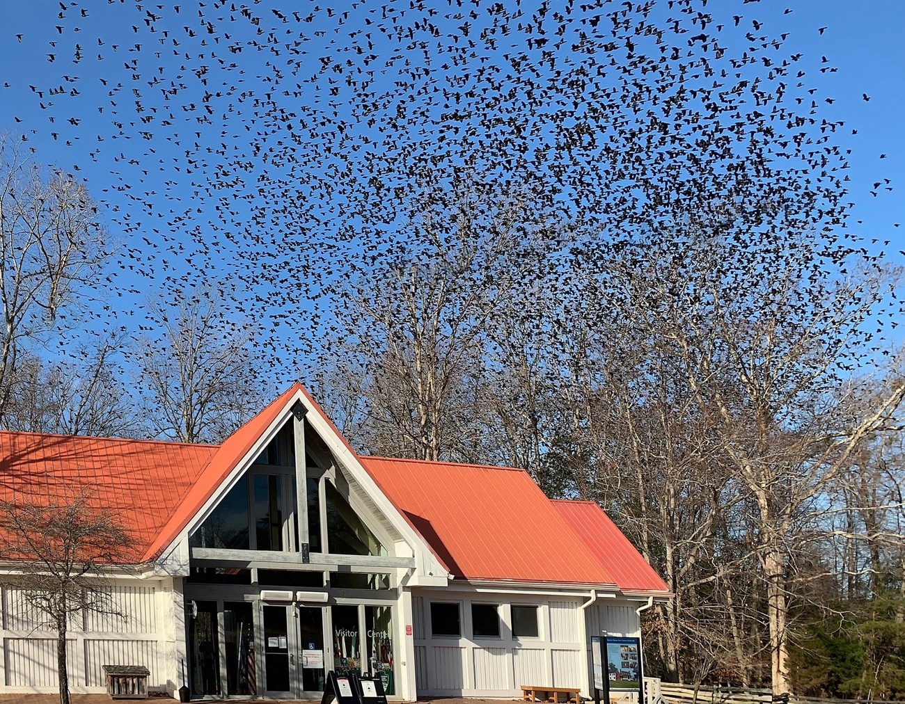 Thousands of swirling blackbirds over the visitor center.