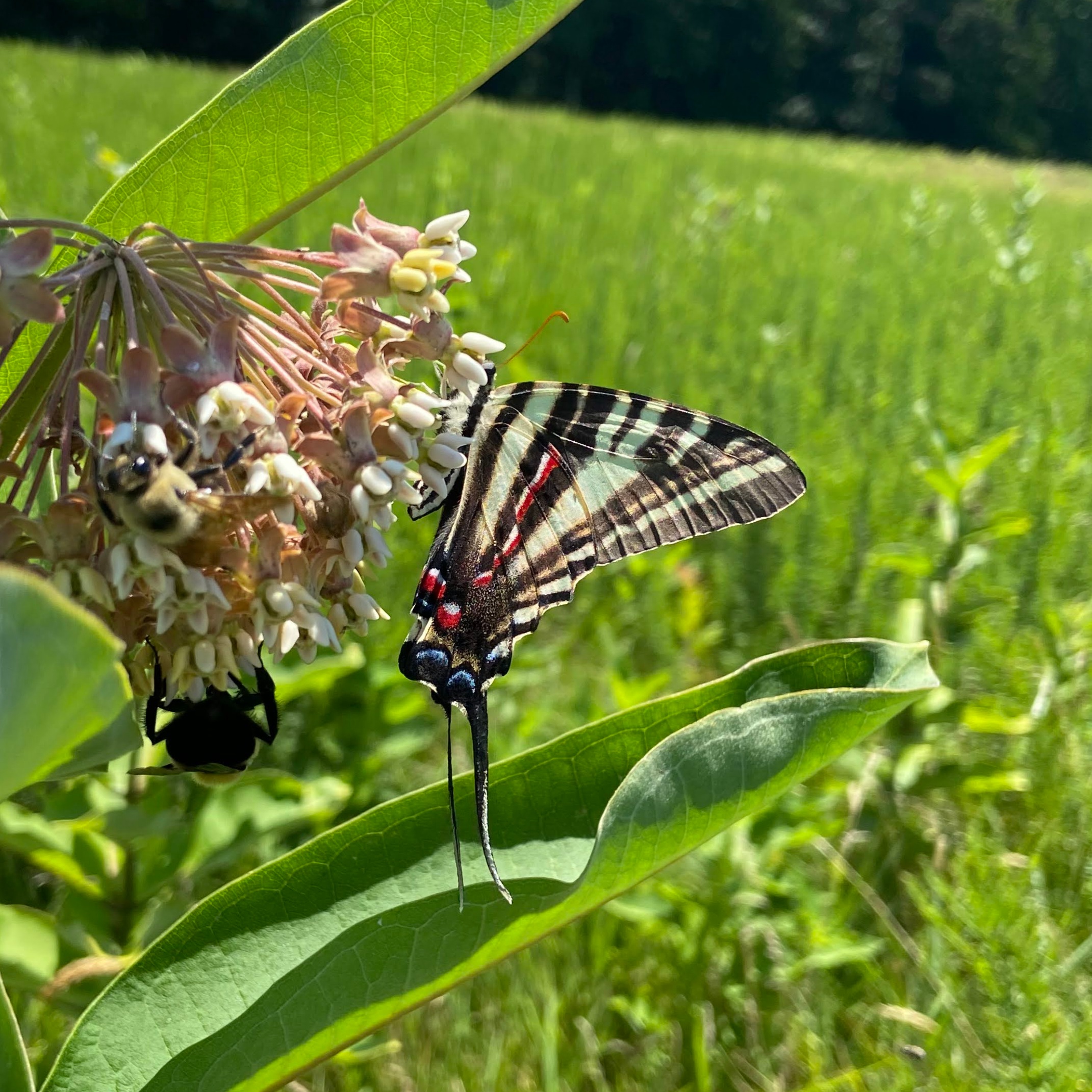 A zebra butterfly on a milkweed plant