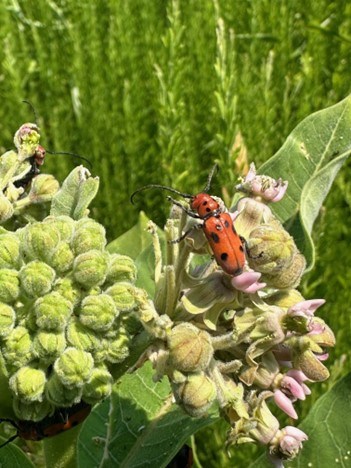 A small red beetle with black dots standing on small round green flower bulbs of the milkweed plant.
