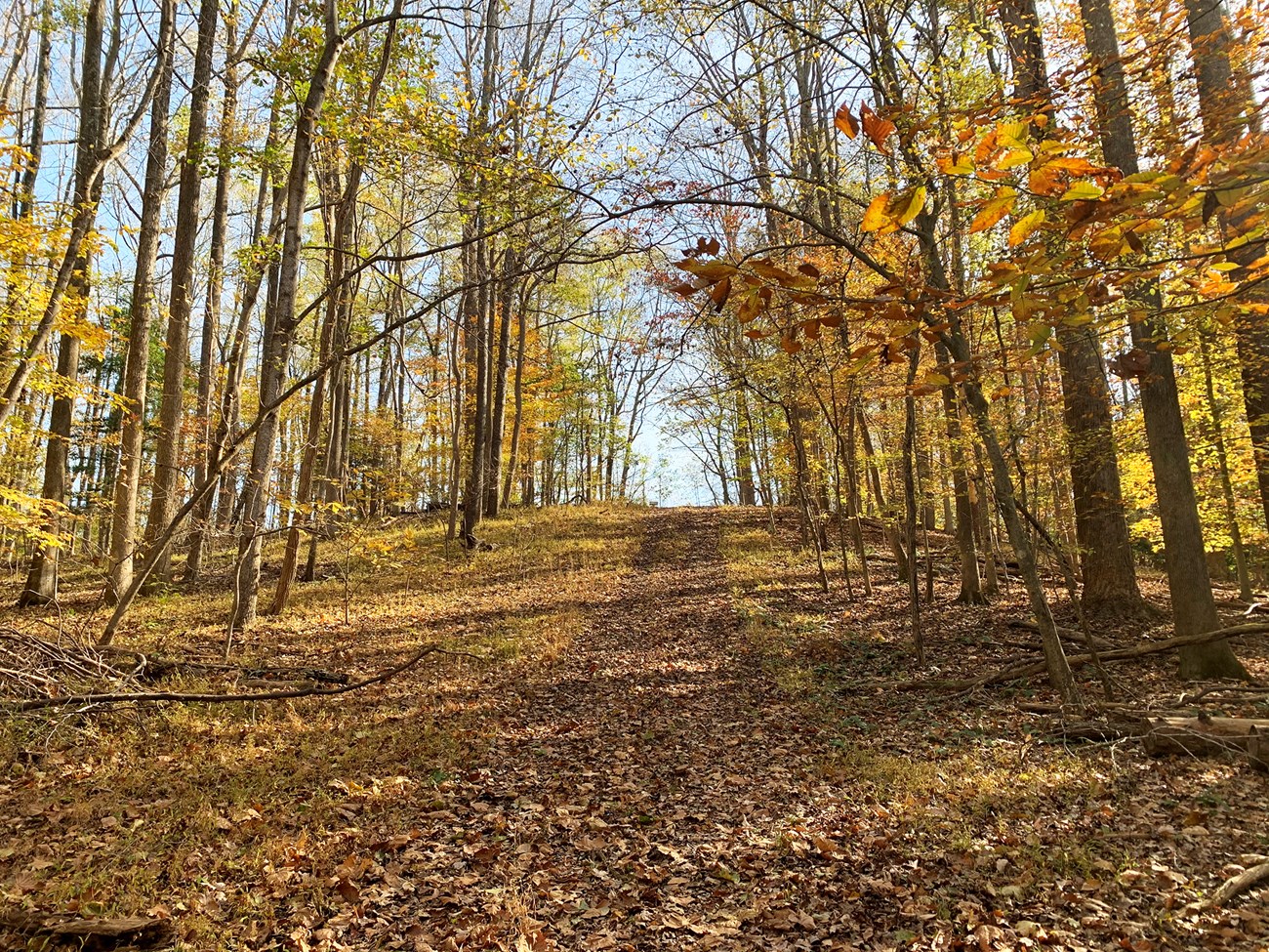 Steep hill in fall color, along Hoghole Run Trail