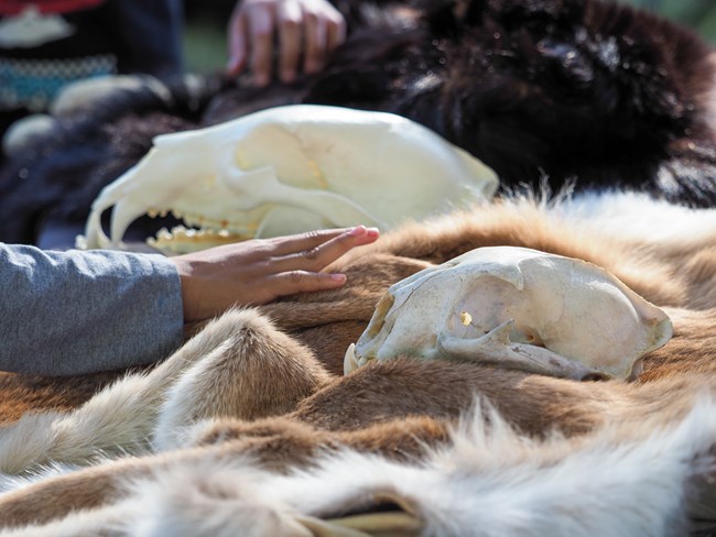 A child's hand is feeling mountain lion fur and animals skulls