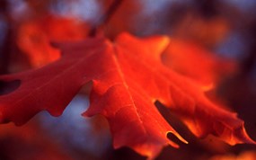 Big Tooth Maple leaf