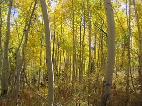 Quaking Aspen Forest