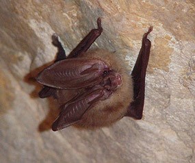 Bat