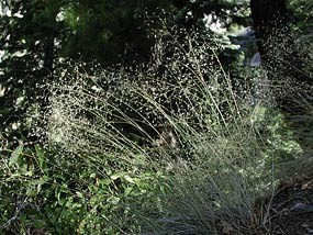 Indian Ricegrass