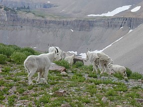 Mountain Goats