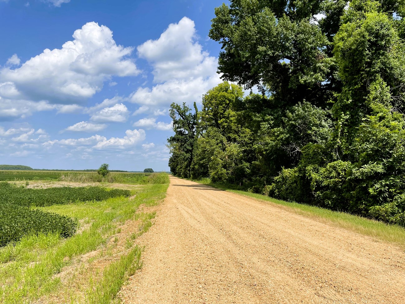gravel road woth green grass on one side and rows of crops on the other