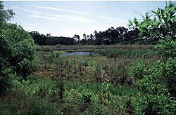 View of Spanish Pond