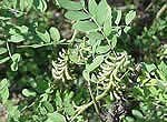 Image of indigo plants