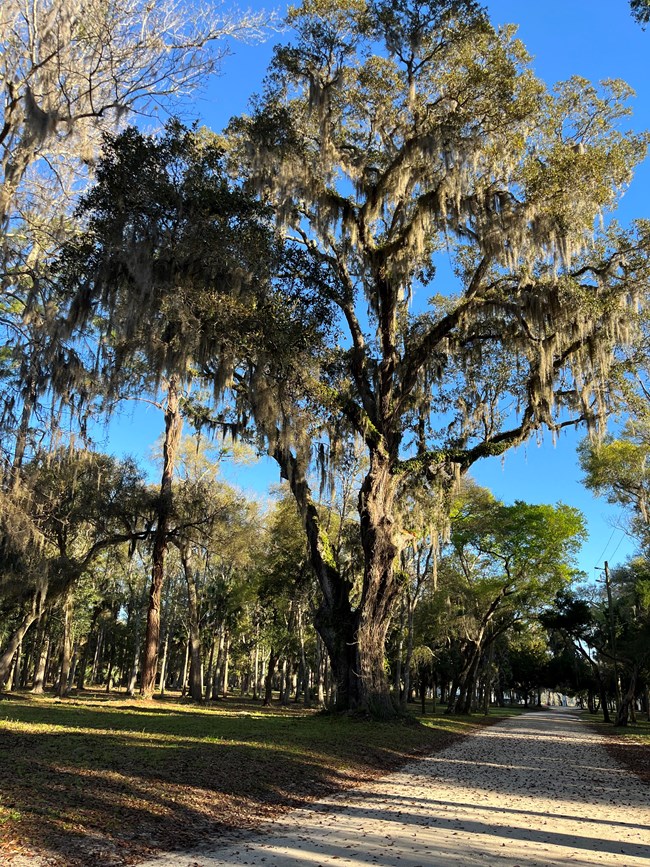 tall oak next to road called the Witness Tree