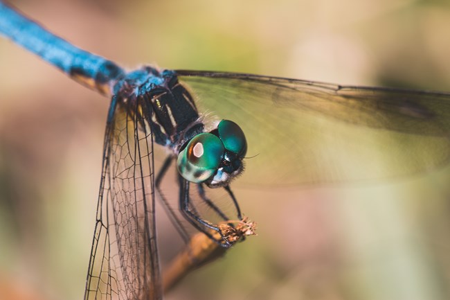 Dragonfly_Duplaga a close up image of a brightly colored dragonfly