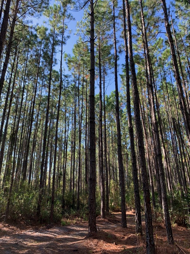 Image of narrow pines standing tall in pine flatwoods