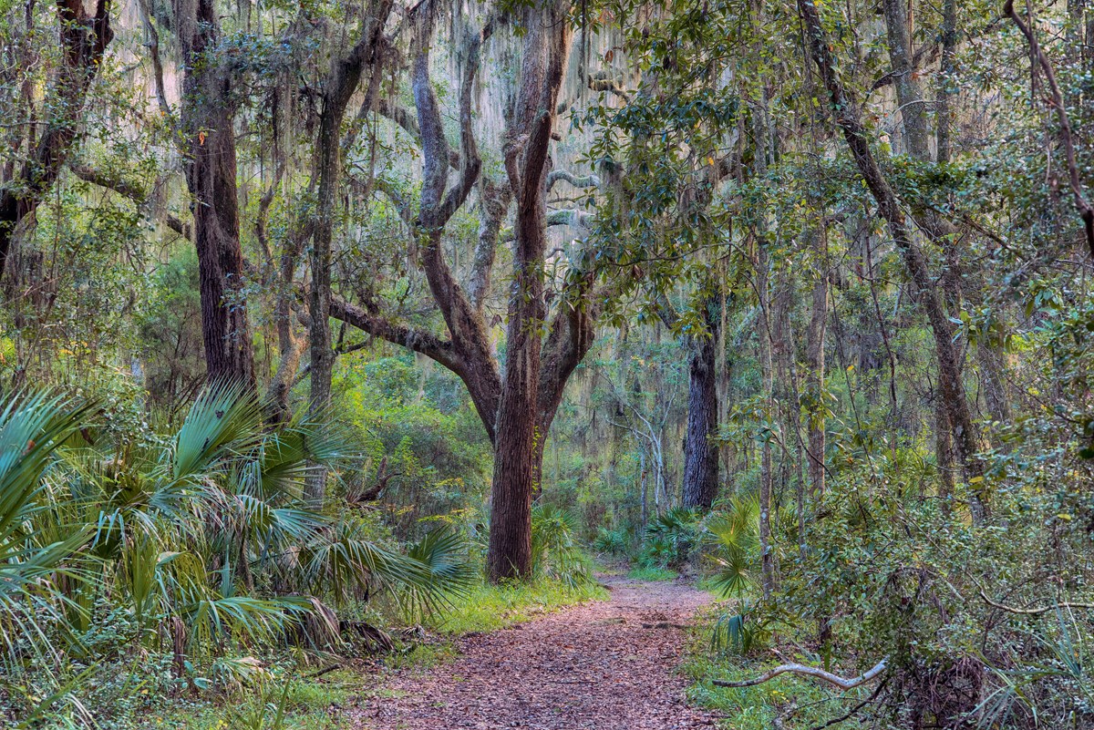 Image of trail through maritime forest with trees and green vegetation