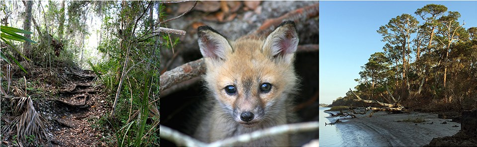 a trail, a fox in a burrow and a beach with trees