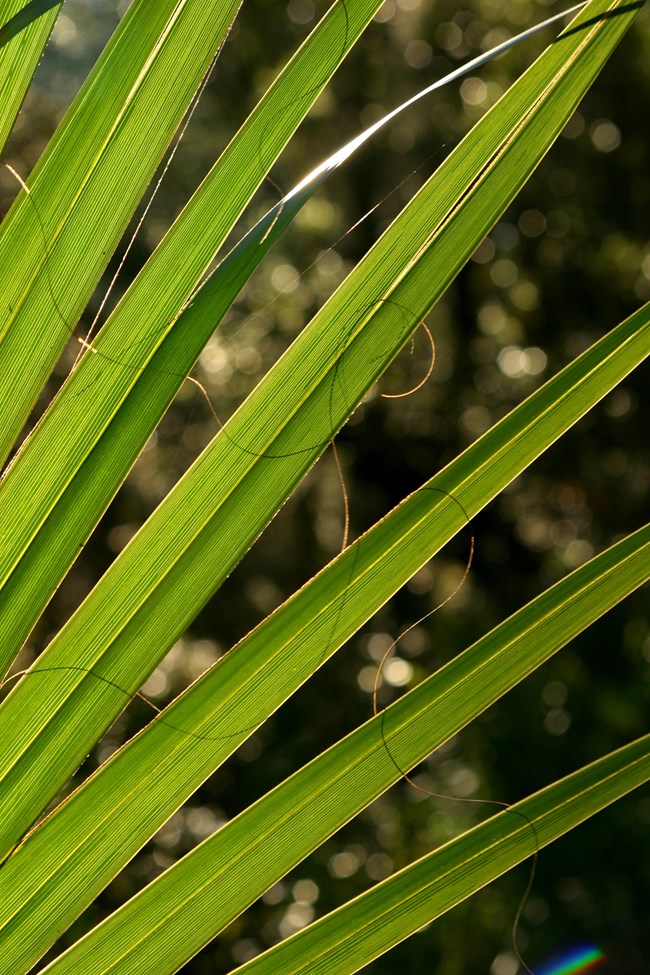 Image of saw palmetto