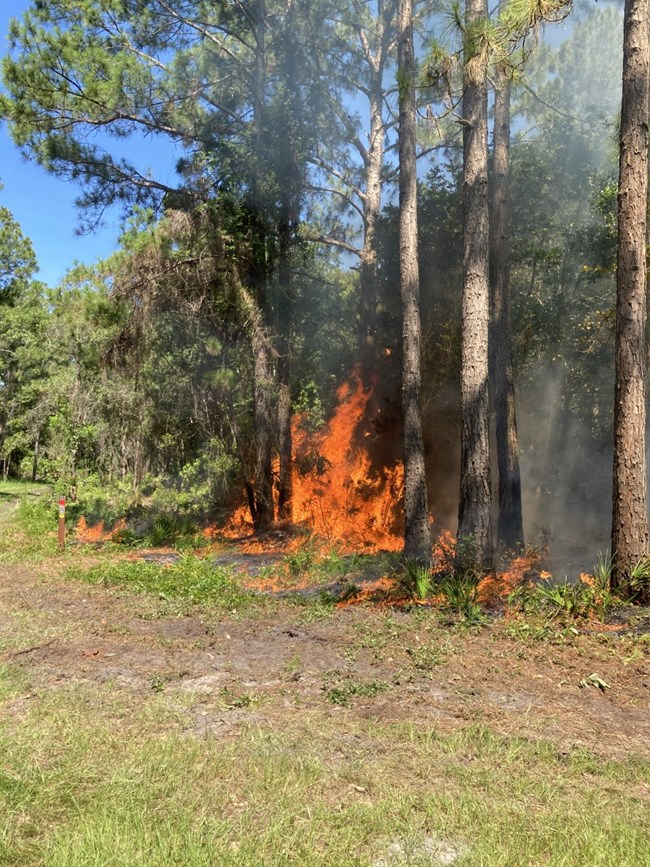 a fire in pine flatwoods