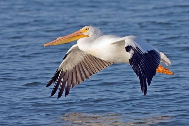 White Pelican
