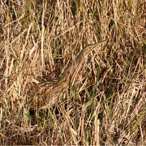 American Bittern