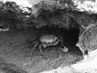 Sandfiddler Sandfiddler