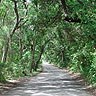 The Saturiwa Trail follows this road on Fort George Island. The Saturiwa Trail follows this road on Fort George Island.