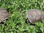 Friendly Gopher Tortises saying hello.