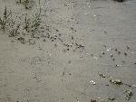 Fiddler crabs along the edge of the Fort George River.