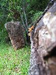 Fallen tree near the historic church on the island.