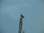 Osprey grasping a fish in its talons.