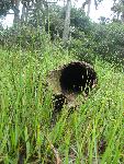 A log lies among the salt marsh grasses. 