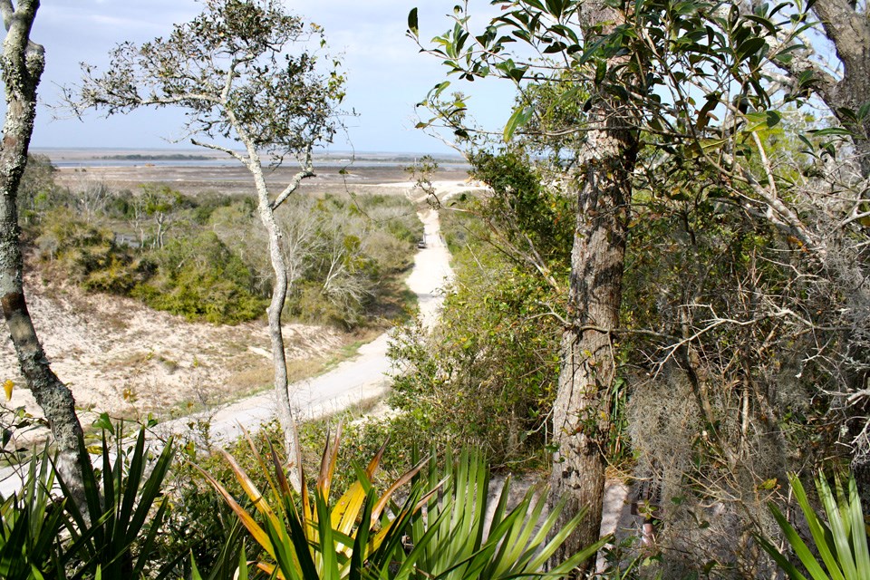 a sand trail through Florida flora