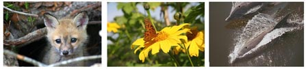 Animals and Insects Animals and Insects