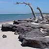 Black rocks and sun-bleached trees at the beach at Big Talbot Island