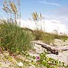 Dunes at Little Talbot Island