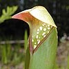 Pitcher plant photographed by Kristin Ebersol at Pumpkin Hill/FPS