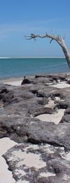 beach with rocks and drift wood