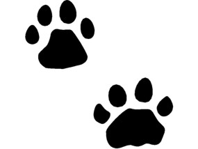 mystery animal track #4