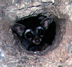 ringtail