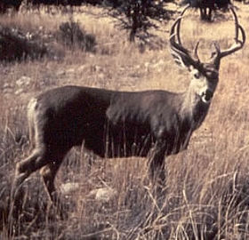 mule deer buck mule deer buck