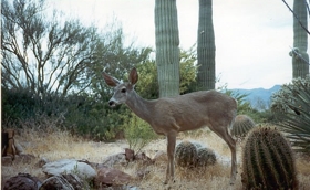 white-tailed deer doe white-tailed deer doe