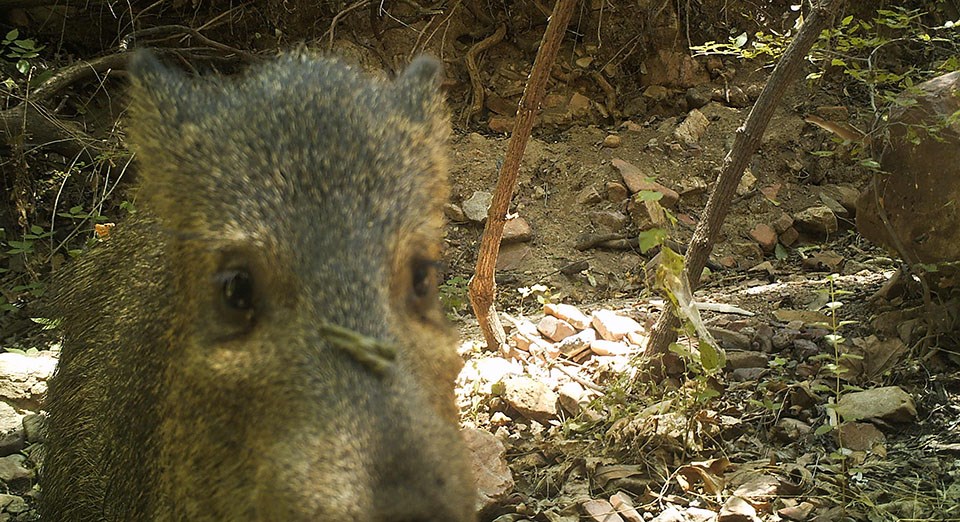 Javelina Javelina