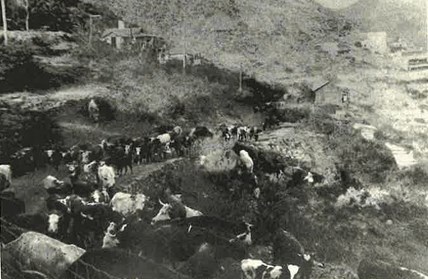 Rounding up cattle in the Tonto Basin- Nancy Dallett
