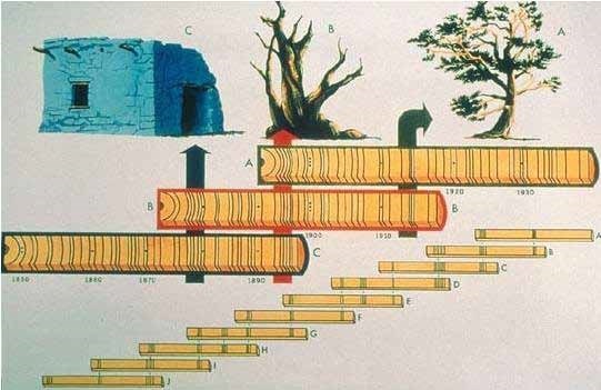 Image showing how a tree ring date from a dwelling can overlap with other pieces of wood to date an object.
