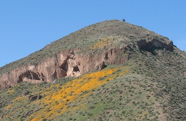 Cliff Dwelling in hillside surrounded by green vegetation and yellow poppies.